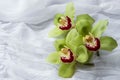 Green orchids - isolated - white background Royalty Free Stock Photo