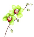 Green orchids isolated on white background. Watercolor illustration. Royalty Free Stock Photo