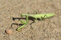 Green ordinary mantis, religious mantis close-up on a sandy background, macro photo. Royalty Free Stock Photo