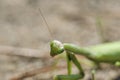 Green ordinary mantis, religious mantis close-up on a sandy background, macro photo. Royalty Free Stock Photo