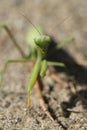 Green ordinary mantis, religious mantis close-up on a sandy background, macro photo. Royalty Free Stock Photo