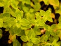 Green oregano plant growing Royalty Free Stock Photo