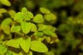 Green oregano plant growing Royalty Free Stock Photo