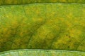 Green organic background with a hint of yellow from a senescing soybean leaf