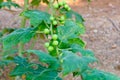 Green organic berry eggplant on branch Royalty Free Stock Photo