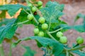 Green organic berry eggplant on branch Royalty Free Stock Photo