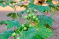 Green organic berry eggplant on branch Royalty Free Stock Photo