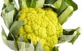 Green organic Cauliflower head Royalty Free Stock Photo