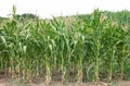 Green organic corn field summer day Royalty Free Stock Photo