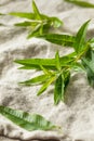 Green Organic Fresh Lemon Verbena Royalty Free Stock Photo