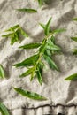 Green Organic Fresh Lemon Verbena Royalty Free Stock Photo