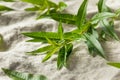 Green Organic Fresh Lemon Verbena Royalty Free Stock Photo