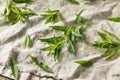 Green Organic Fresh Lemon Verbena Royalty Free Stock Photo