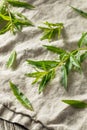 Green Organic Fresh Lemon Verbena Royalty Free Stock Photo