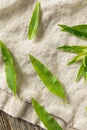 Green Organic Fresh Lemon Verbena Royalty Free Stock Photo