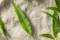 Green Organic Fresh Lemon Verbena Royalty Free Stock Photo