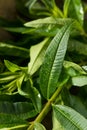 Green Organic Fresh Lemon Verbena Royalty Free Stock Photo