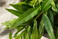 Green Organic Fresh Lemon Verbena Royalty Free Stock Photo