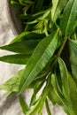 Green Organic Fresh Lemon Verbena Royalty Free Stock Photo