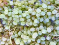 Green organic grapes closeup