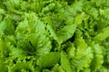 Green organic lactuca sativa. Home grown lettuce mazur. Vegetable in farm. Fresh green Iceberg lettuce plant in nature garden. Royalty Free Stock Photo