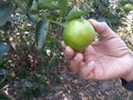 Green organic lemon in the garden Royalty Free Stock Photo