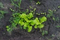 Green organic lettuce growing in the garden Royalty Free Stock Photo