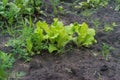 Green organic lettuce growing in the garden Royalty Free Stock Photo