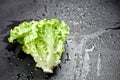 Green organic lettuce salad with water drops on black background