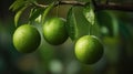 Green organic lime citrus fruit hanging on tree. Generative AI Royalty Free Stock Photo