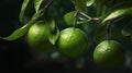 Green organic lime citrus fruit hanging on tree. Generative AI Royalty Free Stock Photo