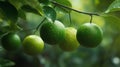 Green organic lime citrus fruit hanging on tree. Generative AI Royalty Free Stock Photo