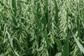 Green organic oat crop plantation field Royalty Free Stock Photo