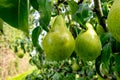 Green organic orchards with rows of Concorde pear trees with ripening fruits in Betuwe, Gelderland, Netherlands