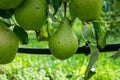 Green organic orchards with rows of Concorde pear trees with ripening fruits in Betuwe, Gelderland, Netherlands