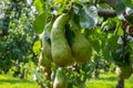 Green organic orchards with rows of Conference pear trees with ripening fruits in Betuwe, Gelderland, Netherlands