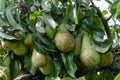 Green organic orchards with rows of Conference pear trees with ripening fruits in Betuwe, Gelderland, Netherlands