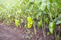 Green organic peppers in the garden