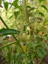 Green organic tomato plant Royalty Free Stock Photo