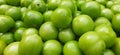 Green organic tomatoes in the garden after harvest Royalty Free Stock Photo