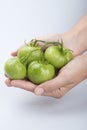 Green Organic Tomatos