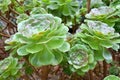 Green organic tree aeonium Royalty Free Stock Photo