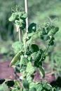 Green organic vegetable plant growing in a self-sufficient homegrown kitchen garden with fresh and healthy Snow peas Royalty Free Stock Photo