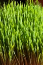 Green Organic Wheat Grass Royalty Free Stock Photo