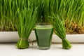 Green organic wheat grass drink over white wood background,young grass stage. Fresh juice. Royalty Free Stock Photo
