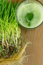 Green Organic Wheat Grass Juice ready to drink Royalty Free Stock Photo