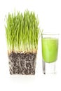 Green Organic Wheat Grass Shot Royalty Free Stock Photo