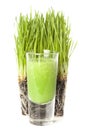 Green Organic Wheat Grass Shot Royalty Free Stock Photo