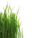 Green organic wheat grass on white Royalty Free Stock Photo