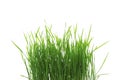Green organic wheat grass Royalty Free Stock Photo